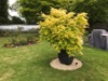 Acer palmatum 'Orange Dream'