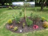 Rose Garden