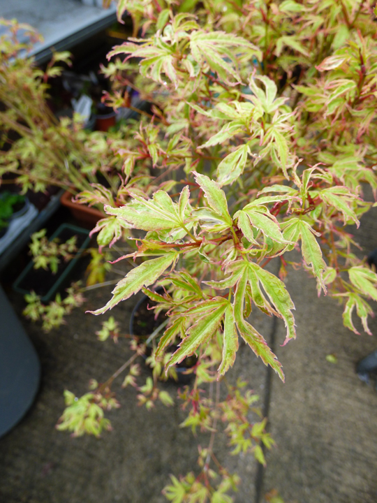 Acer palmatum 'Butterfly'