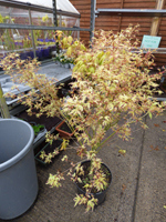 Acer palmatum 'Butterfly'