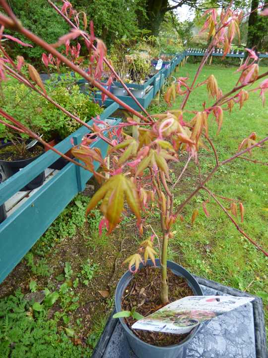 Acer palmatum 'Oridono-nishiki'