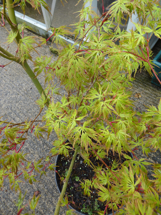 Acer palmatum 'Seiryu'