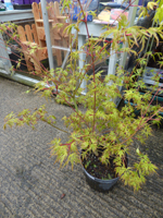 Acer palmatum 'Seiryu'