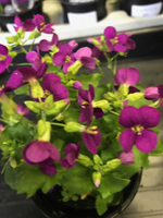 Arabis caucasica Deep Rose