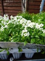 Alyssum