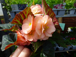 Begonia