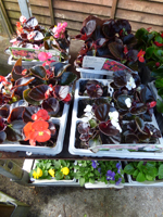 Begonia - red leaf
