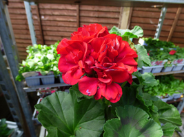 Geranium