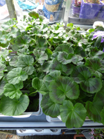 Geranium