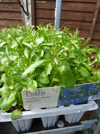 Lobelia - trailing