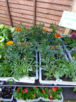 Marigold