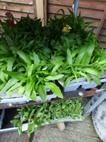 Mesembryanthemum