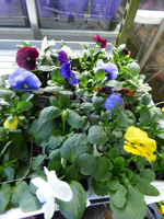 Pansy