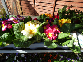 Primrose