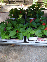 Salvia