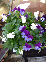 Viola