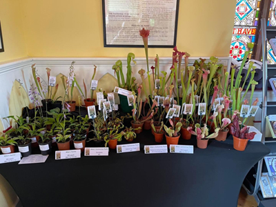 Selection of carnivorous plants
