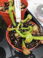Darlingtonia (Cobra lily)