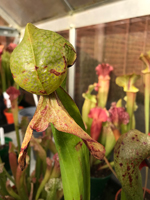 Darlingtonia (Cobra lily)