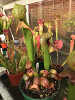 Darlingtonia (Cobra lily)