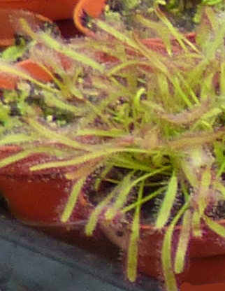 Drosera - Sundew