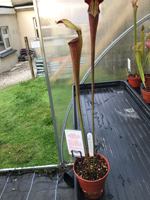Sarracenia Alata red/black tube