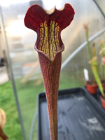 Sarracenia Alata Red/Black tube