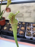Sarracenia 'Ann Carlisle'