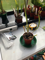 Sarracenia 'Brooks hybred'