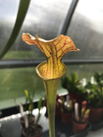 Sarracenia 'Brooks hybred'
