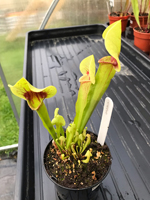 Sarracenia Catesbaei