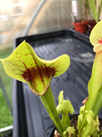 Sarracenia Catesbaei