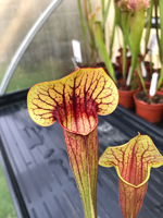 Sarracenia Copper Top