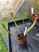 Sarracenia Farnhamii hybred