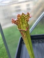 Sarracenia Farnhamii hybred