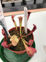 Sarracenia 'Fiona'