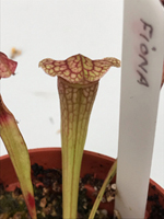 Sarracenia 'Fiona'