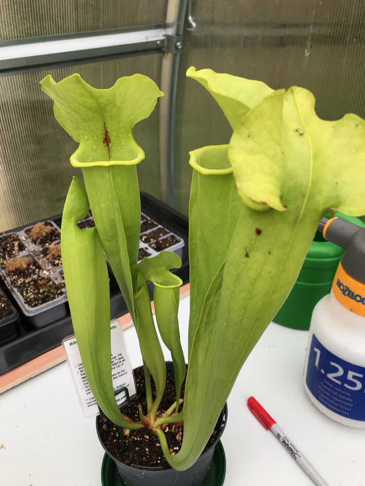 Sarracenia flava