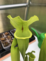 Sarracenia 'Flava rugelli'