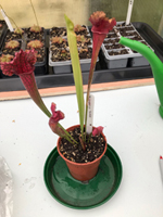 Sarracenia 'Juthatip Soper'