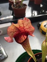 Sarracenia 'Leucophyllia'