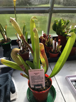 Sarracenia 'Minor'