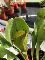 Sarracenia purpurea 'Eastern Moor Yorkshire'