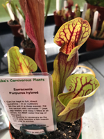 Sarracenia purpurea hybred