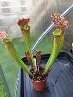 Sarracenia hybred