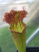 Sarracenia hybred