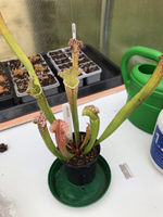 Sarracenia 'Siouxsie'
