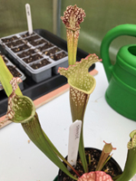 Sarracenia 'Siouxsie'