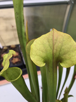 Sarracenia 'Tygo'