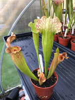 Sarracenia Velvet